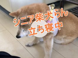 シニア柴犬らん立ち寝中