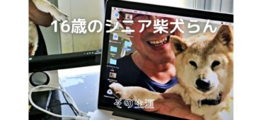 柴犬らん16歳「認知症にもめげず頑張ってます！」動画一覧