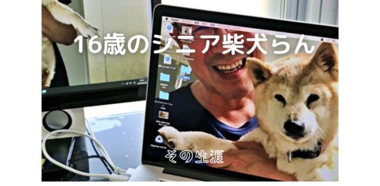 柴犬らん16歳「認知症にもめげず頑張ってます!」動画一覧