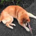 「16歳シニア柴犬らんメモリーズ」散歩途中でバテ寝（老化、認知症、前提疾患）