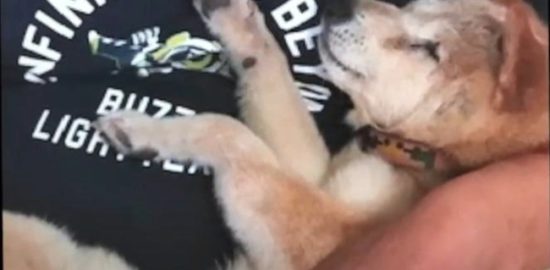 「16歳シニア柴犬らんメモリーズ」子犬の頃のあなたにも出会いたかった