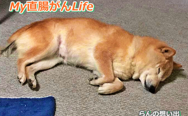 直腸がんストーマ閉鎖後の排泄障害記録｜2～3日おきに漏らす